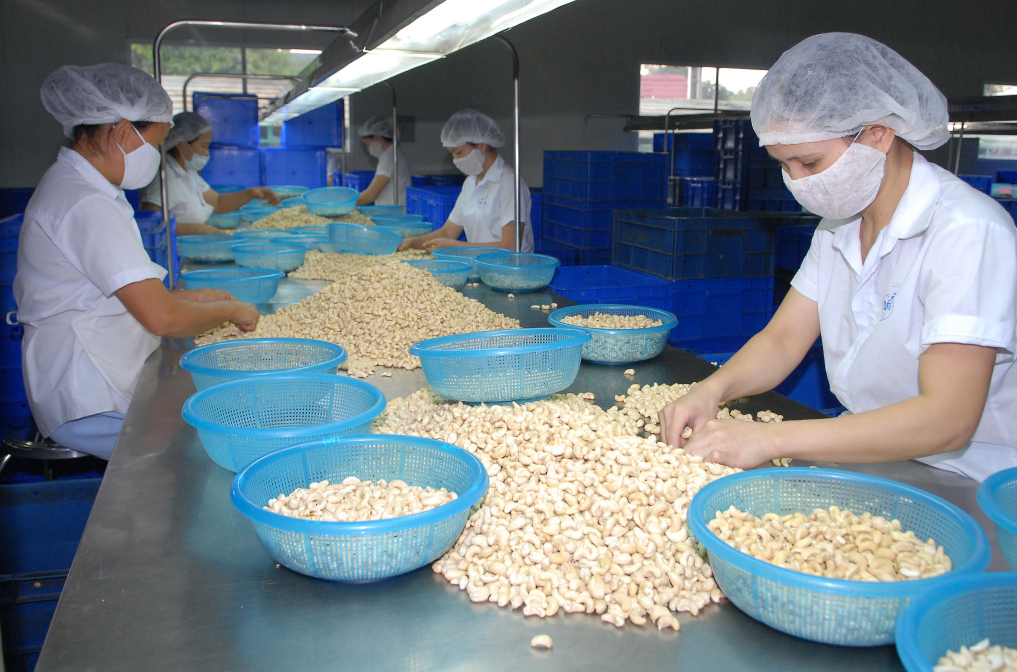 Cashew exports to rise despite shortage Economy Vietnam News