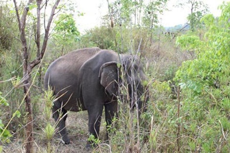 According to the Viet Nam Forest Protection Department, in 2010 there were fewer than 130 individuals of wild Asian Elephants left in Viet Nam. According to the Viet Nam Forest Protection Department, in 2010 there were fewer than 130 individuals of wild Asian Elephants left in Viet Nam.