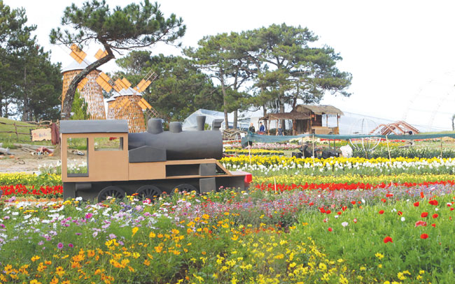 Floral extravaganza to warm Da Lat chill