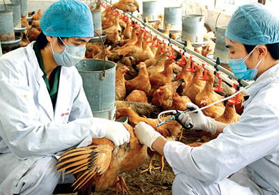 Reliance on imports limits animal vaccines - Society - Vietnam News