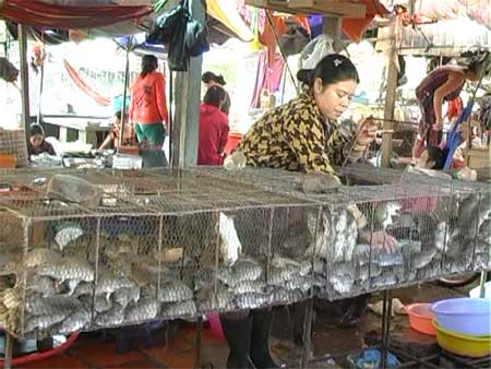 Boom town rats: Bush rats are sold abundantly in markets across the southeast of Viet Nam. Rat meat has become a specialty of the area. Boom town rats: Bush rats are sold abundantly in markets across the southeast of Viet Nam. Rat meat has become a specialty of the area.