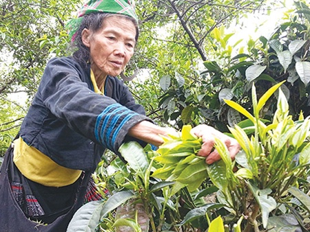 Picking time: A Mong ethnic woman in Son La Province Picking time: A Mong ethnic woman in Son La Province's Ta Sua Commune picks young buds from hundred-year-old shan tuyet tea trees. The rare variety is grown in Yen Bai, Son La, Ha Giang, Cao Bang, Dien Bien and Hoa Binh provinces.