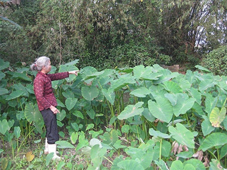 'Several local water wells possess a strong smell of pesticide. Most local households in my village have had at least one member of their family die of cancer,' Thao told Nguoi Lao Dong (The Labourer) newspaper.