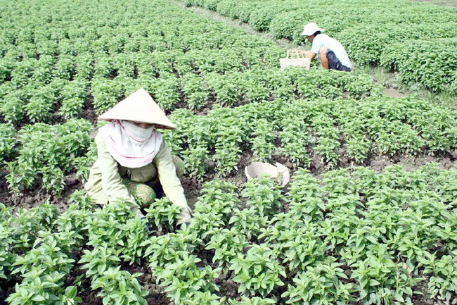 Can Tho to grow high quality vegetables