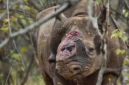 A record 1,004 rhinos were killed for their horns in South Africa in 2013. A record 1,004 rhinos were killed for their horns in South Africa in 2013.