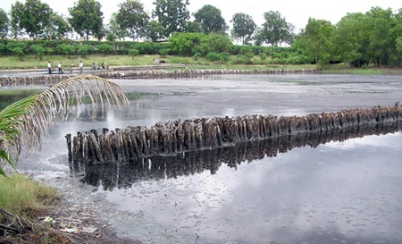 The Thi Vai River in southern Dong Nai Province. The quality of the water in the previously polluted river has significantly recovered following six years of efforts to improve waste management. The Thi Vai River in southern Dong Nai Province. The quality of the water in the previously polluted river has significantly recovered following six years of efforts to improve waste management.