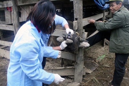 Two vets check a buffalo for foot-and-mouth disease in Lang Son Province Two vets check a buffalo for foot-and-mouth disease in Lang Son Province's Gia Loc Commune.