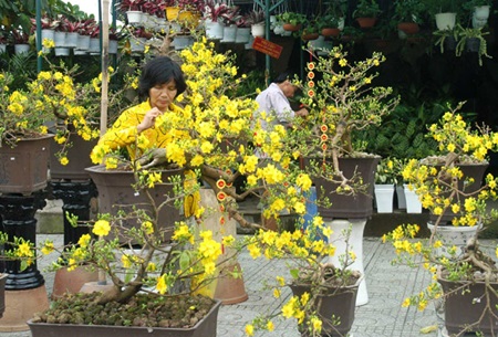 Ochna blossoms are on sale on Thanh Thai street in HCM City. Gardeners in the Mekong Delta region who cultivate unique fruits and flowers in preparation for the upcoming Tet (Lunar New Year) are suffering from low productivity due to unusual weather conditions. Ochna blossoms are on sale on Thanh Thai street in HCM City. Gardeners in the Mekong Delta region who cultivate unique fruits and flowers in preparation for the upcoming Tet (Lunar New Year) are suffering from low productivity due to unusual weather conditions.