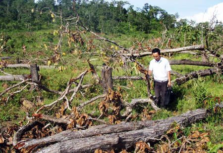 The total forest area of five provinces in the Central Highland region, has dropped by nearly 360,000 hectares (ha), compared with a previous survey in 2008. The total forest area of five provinces in the Central Highland region, has dropped by nearly 360,000 hectares (ha), compared with a previous survey in 2008.