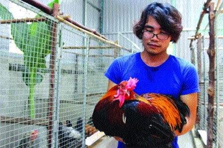 Big bird: Hong raises large chickens that weigh more than 10kg each. They can be sold for VN25 million (US$1,000) from his farm. Big bird: Hong raises large chickens that weigh more than 10kg each. They can be sold for VN25 million (US$1,000) from his farm.