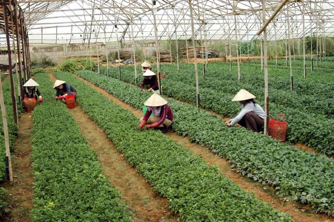 Plastic Greenhouses May Exacerbate Flooding Society Vietnam News Farmers Grow Vegetables In A Greenhouse Da Lat City Sudden Quick Rise River Water And Higher Frequency Of Flash Floods May Be Due To The Spread