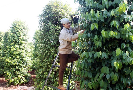 A woman harvests pepper at a household farm in Dak Lak Province. A woman harvests pepper at a household farm in Dak Lak Province.