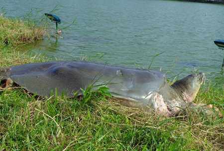Rest in peace: The sacred turtle of the Sword Lake passed away on the afternoon of January 19, causing shock to not only Hanoians but also Vietnamese people across the country. Rest in peace: The sacred turtle of the Sword Lake passed away on the afternoon of January 19, causing shock to not only Hanoians but also Vietnamese people across the country.
