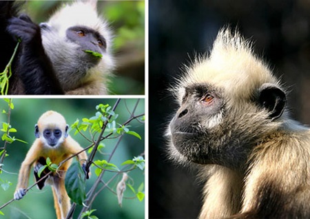 The Cat Ba langur (Trachypithecus poliocephalus). The Cat Ba langur (Trachypithecus poliocephalus).