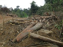 VNForest moots halting harmful projects