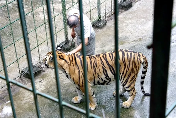 Management of captive tigers in Việt Nam improved with DNA sampling