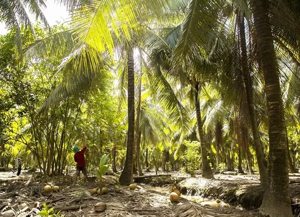 Bến Tre develops value chains for coconut