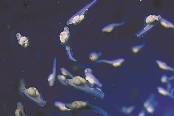 Shanghai unveils its first artificially bred Chinese sturgeon fish