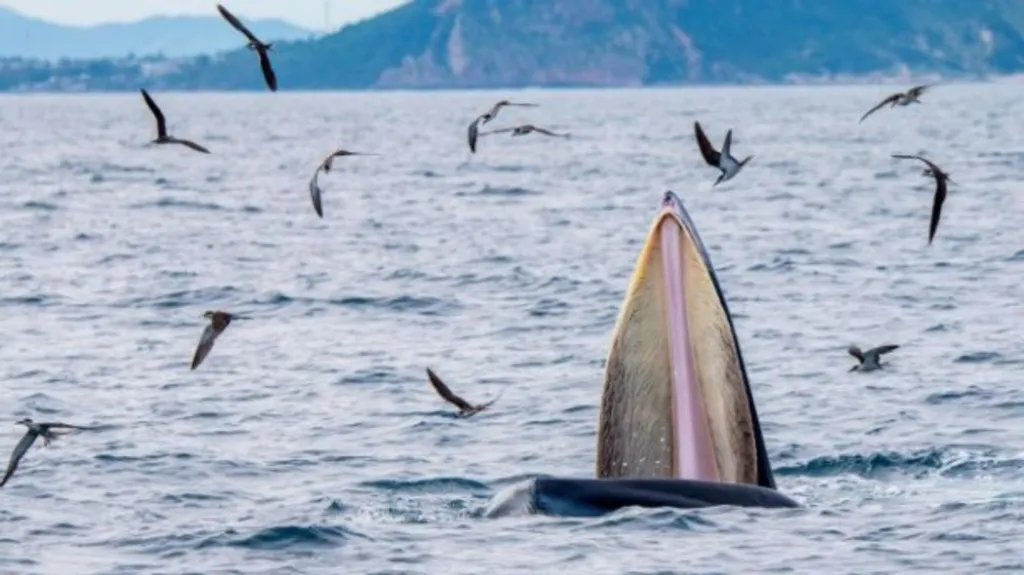 Bryde whales spotted off south-central Vietnamese coast