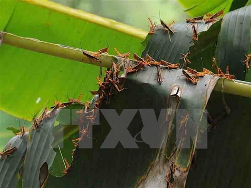 Grasshoppers destroy 9000ha forest crop in Sơn La