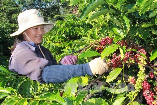 Đắk Lắk to shift coffee strategy