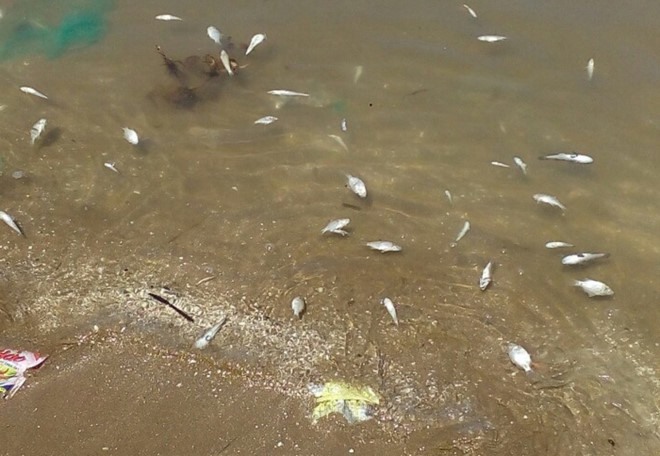 Mass clam deaths reported in Kiên Giang