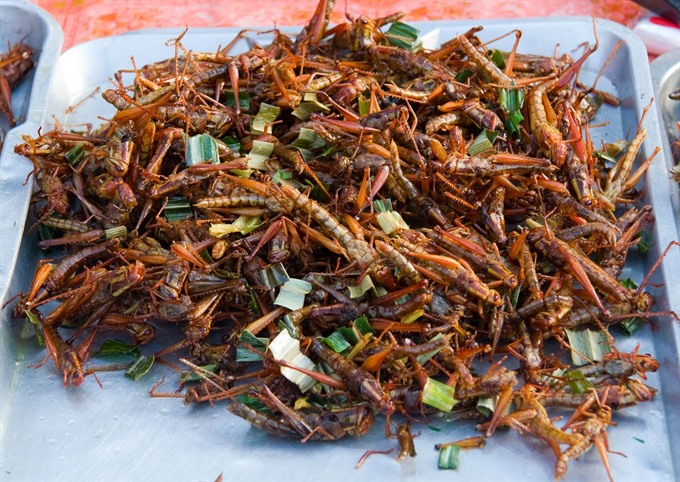 Insects a delicacy for Vietnamese foodies