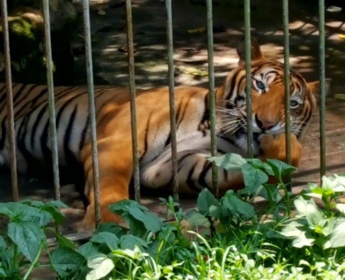 Tigers feed on pork and chicken