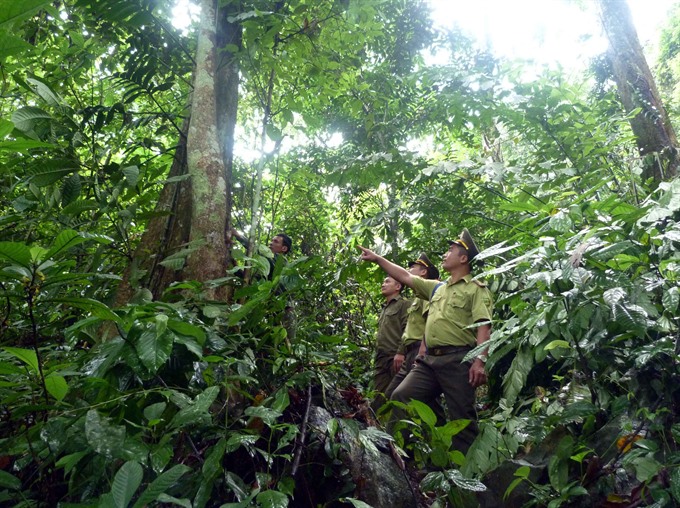 Viet Nam signs deal with EU to fight illegal logging