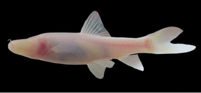 New cavefish species found in Quảng Bình cave