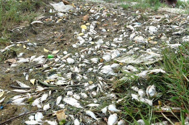 Dead fish found in Quảng Nam