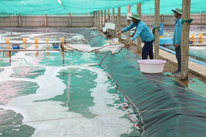 Bến Tre aims to increase aquaculture area to 50000ha