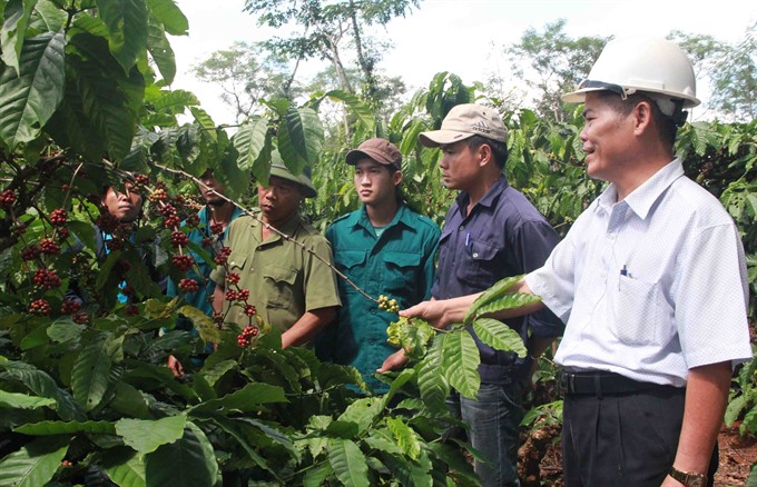 Đắk Lắk to reduce coffee-growing area
