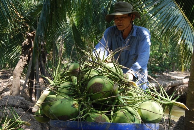 Bến Tre’s green Xiêm coconut gets certificate of Geographical Indication