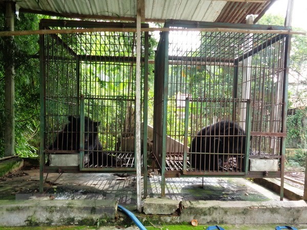 2 more bears sent to rescue centre