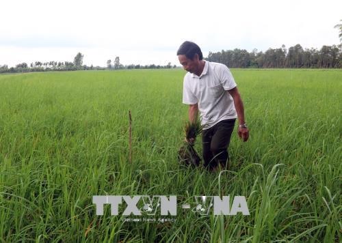 Delta summer–autumn rice planted too early threatened by diseases