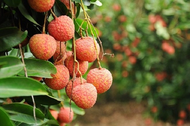 Bắc Giang to record 240 million in lychee value
