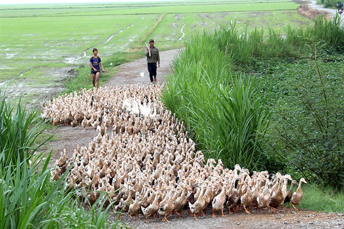 Ducks raised in the field a specialty of Việt Nam