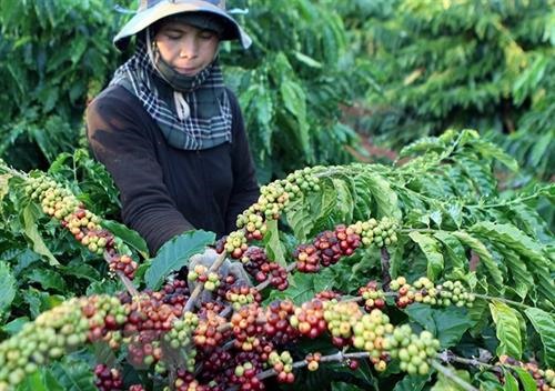 Coffee tree areas in Tây Nguyên see higher yields