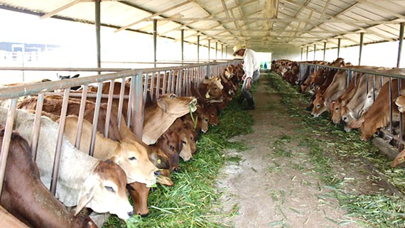 Husbandry industry drives to industrialisation