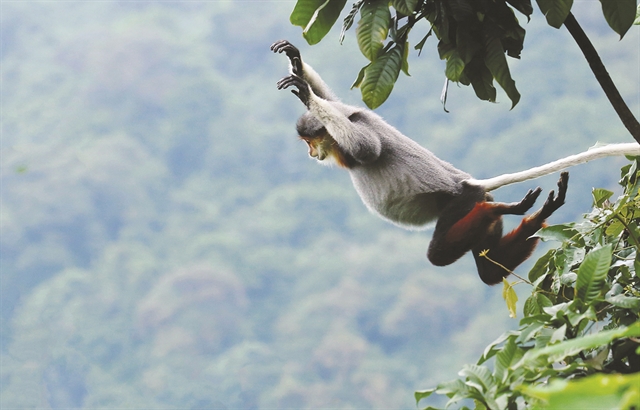 Save the Red-shanked Doucs of Sơn Trà