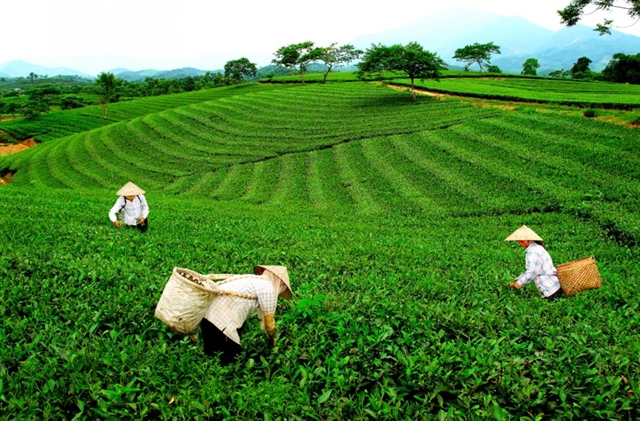 Tea industry needs to focus on quality 