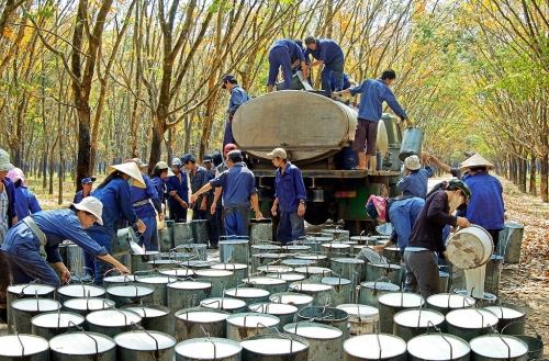 Rubber exports plummet