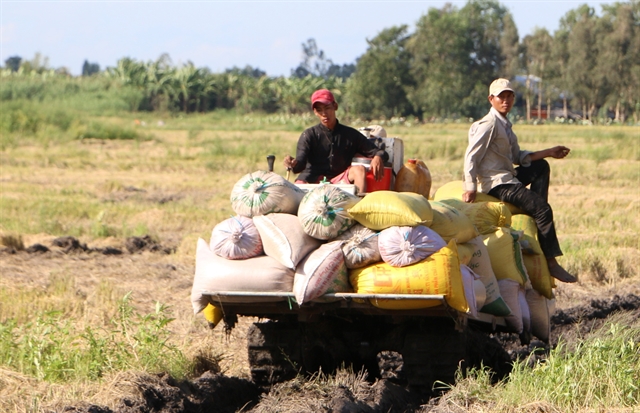 Summer- autumn rice yield increases in south