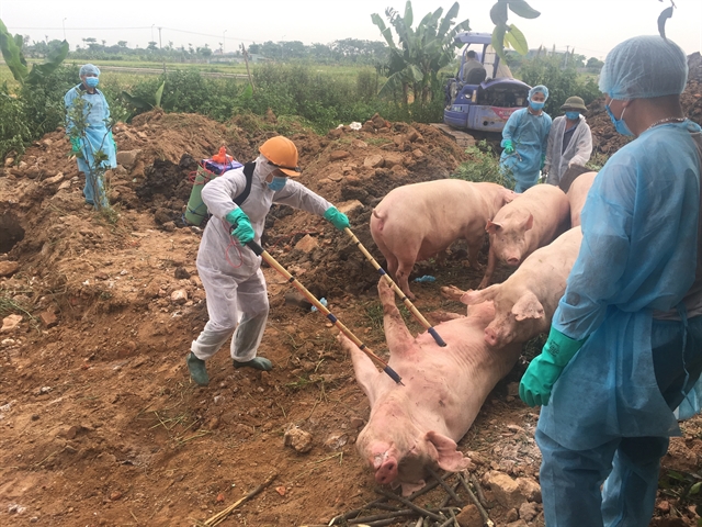 African swine fever still a problem for local farms
