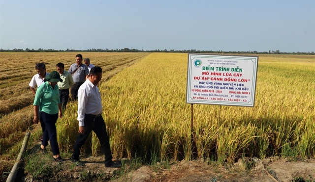Kiên Giang increases rice output