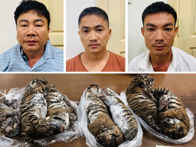 Tiger trafficker sentenced to 6 years in prison