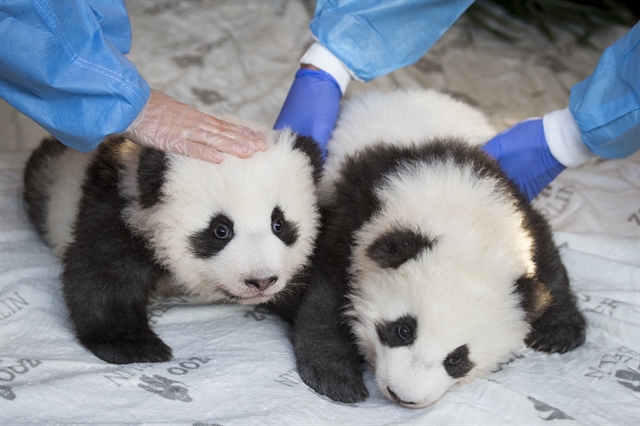 Berlins Panda Twins Ready For Public Debut