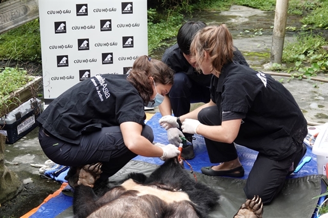 Asiatic black bears handed over to rescue centre