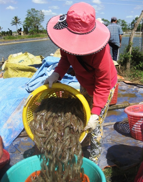 Mekong Delta shrimp prices fall as COVID-19 hits demand